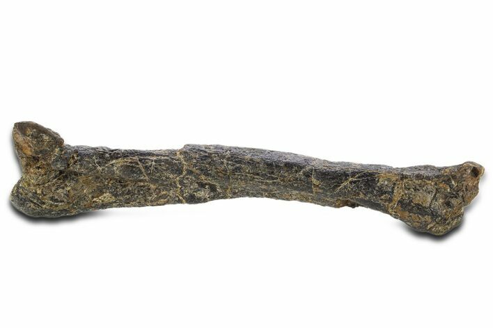 Fossil Ornithopod Dinosaur (Dryosaurus) Tibia - Wyoming #342149